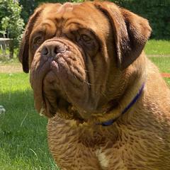 Dogues de Bordeaux from Doucette’s De Bordeaux