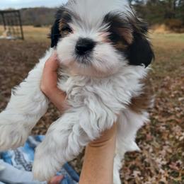 Shih Tzu Puppies from Tiny Bubbles Shih Tzus