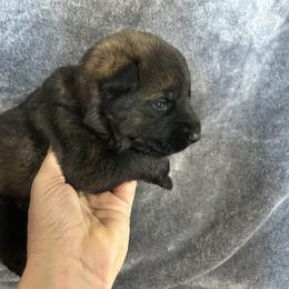 Jill - Sable female German Shepherd puppy in Milan, Illinois from Stonewick German Shepherds