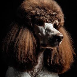 Musa - Poodle