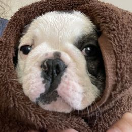 Boston Terrier and French Bulldog Puppies from High Plains Bullies