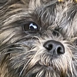 Shihpoos and Shih Tzus from Winona’s Legacy