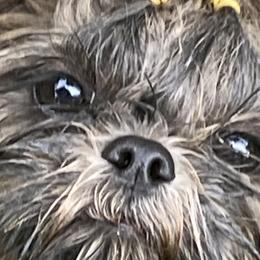 Shihpoos and Shih Tzus from Winona’s Legacy