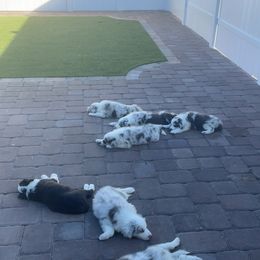 Border Collie Puppies from South Florida Stock Dogs
