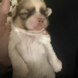 Shih Tzu Puppies from Wood Foo Breeders