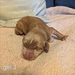 Girl 1 - Buff female Cockapoo puppy in Sunset, Louisiana from Cano Cockapoos