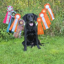Labrador Retriever puppies from Condition 1 Retrievers