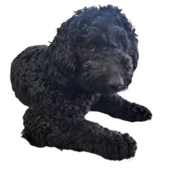 Luna - Goldendoodle