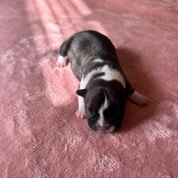Girl 5 - Black brindle and white female Boston Terrier puppy in Brookville, Ohio from Best Friend Bostons