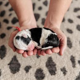 Jack. - Black and white male Sheepadoodle puppy in Wabash, Indiana from DOODCompany
