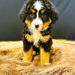 Lulu - Tri-color female Bernese Mountain Dog puppy in Alabama from Dogwood Creek Bernese