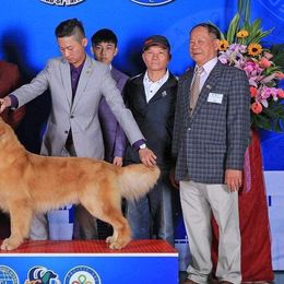 Golden Retrievers from The Farm On Magnolia