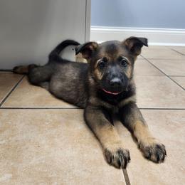 Ziva (Pink female) - Sable female German Shepherd puppy in Winchester, Kentucky from Del Lago Canine