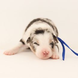 Sailor - Transport to LA Available - Blue merle male Australian Shepherd puppy in Placerville, California from BFF Aussies