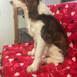 Duke - Liver white and tan male English Springer Spaniel puppy in Comer, Georgia from Stratton Spaniels