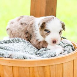 Echo - Red merle female Australian Shepherd puppy in Alvin, Texas from Gulf Coast Aussies