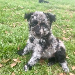 Elouise - Black merle Mudi puppy in Valley Mills, Texas from Graves Farm Mudi