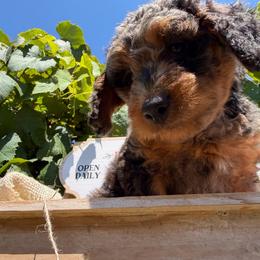 Monterey Jack - Blue merle male Bordoodle puppy in Canfield, Ohio from Poo's Doo's & Inu's