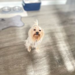 Zelda - Yorkshire Terrier