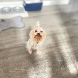 Zelda - Yorkshire Terrier