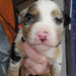 Miniature Australian Shepherd Puppies from Dollie's Aussie Farm