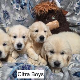 Citra Boy 1 - Light golden male Golden Retriever puppy in Niles, Michigan from Composer Goldens