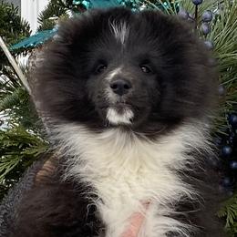 Shetland Sheepdog puppies from Shazadar Shelties