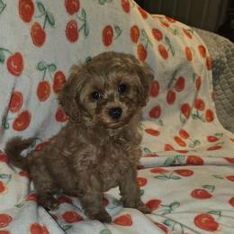 Gidget - Red female Cavapoo puppy in Copan, Oklahoma from Lebel Cavapoos