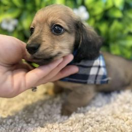 Dachshunds from Azalea Acres Mini Doxies
