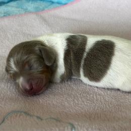 Isabella Pie Girl - Fawn (isabella) and tan female Dachshund puppy in Giddings, Texas from Big Dream Acres