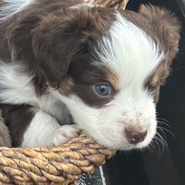 Cinnamon - Red tri female Miniature Australian Shepherd puppy in Shingle Springs, California from Dream Dog Mini Aussies