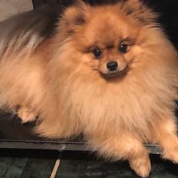 Chici - Pomeranian