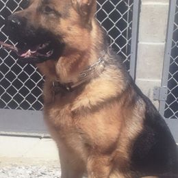German Shepherds from Milliner K9 LLC