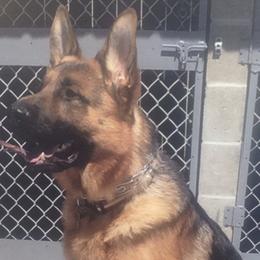 German Shepherds from Milliner K9 LLC