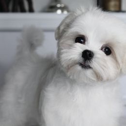 Bichon Frise, German Shepherd, and Maltese Puppies from Top Shepherd -Bichon Frisé-Maltise