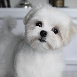 Bichon Frise, German Shepherd, and Maltese Puppies from Top Shepherd -Bichon Frisé-Maltise