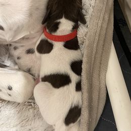 Elvis - Red Collar - Liver and white male German Shorthaired Pointer puppy in Conroe, Texas from Tipsy Rabbit GSP TopDog Kennel