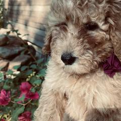 Orchid - Goldendoodle puppy from Hula & Oliver Co.