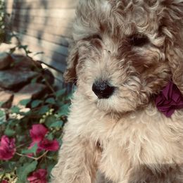 Orchid - Goldendoodle puppy from Hula & Oliver Co.
