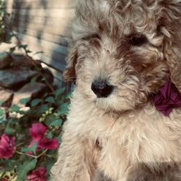 Orchid - Goldendoodle puppy from Hula & Oliver Co.
