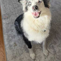 PEPPER - Blue merle female Australian Shepherd puppy in South Hill, Virginia from Silverside Aussies LLC