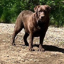 Chickory - Labrador Retriever