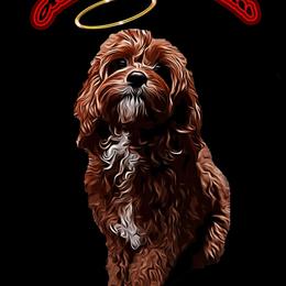 Cavapoos, Goldendoodles, and Poodles from Halo's Heroes Doodles