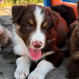 Anakin Skywalker - Red tri-color male Australian Shepherd puppy in Smithfield, Utah from Invictus Farms