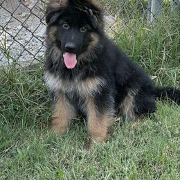 Zycco - Black and red male German Shepherd puppy in Pana, Illinois from von Fenja German Shepherd Dogs