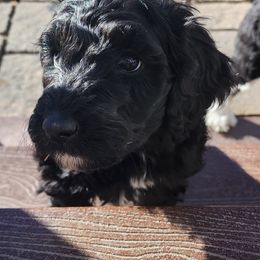 Sheepadoodle Puppies from Jaqueline Sparks