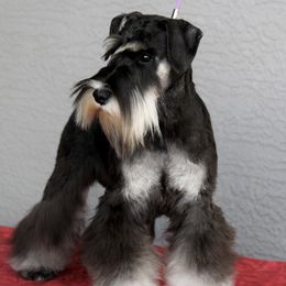 Anya - Miniature Schnauzer