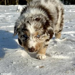 River - Red merle male Australian Shepherd puppy in West Union, Iowa from Boundless Hearts Australian Shepherds LLC