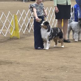 Marty - Miniature American Shepherd