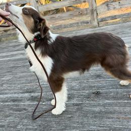 Trace - Red merle male Miniature American Shepherd puppy in Garysburg, North Carolina from Schaefer's Miniature American Shepherds